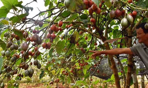 Với giá bán 150.000 đồng/kg, cà chua thân gỗ mang về hàng trăm triệu đồng/tháng cho người dân. Ảnh: Baolamdong.