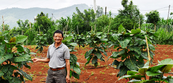 Cây Magic S được trồng ngoài trời, theo phương thức cây cách cây, hàng cách hàng, tương tự trồng cà phê. Ảnh: Baolamdong.