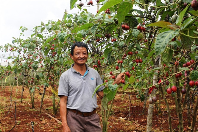 Những ngày giữa tháng 9, người trồng cà chua thân gỗ ở HTX Magic S Rạng Đông (xã Tu Tra, huyện Đơn Dương) phấn khởi bước vào mùa thu hoạch. Ảnh: Nongnghiep.