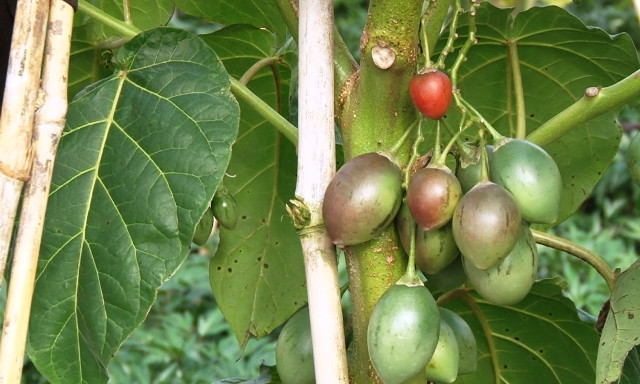 Trung bình mỗi năm cà chua thân gỗ cho thu từ 15 - 20kg trái/cây. Với giá được bao tiêu 150.000 đồng/kg thì mỗi cây có thể cho thu 2 - 3 triệu. Ảnh: Traicaydungmap.