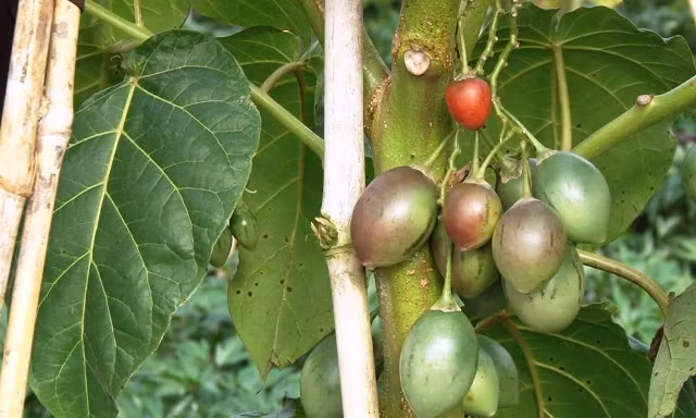 Trung bình mỗi năm cà chua thân gỗ cho thu từ 15 - 20kg trái/cây. Với giá được bao tiêu 150.000 đồng/kg thì mỗi cây có thể cho thu 2 - 3 triệu. Ảnh: Traicaydungmap.