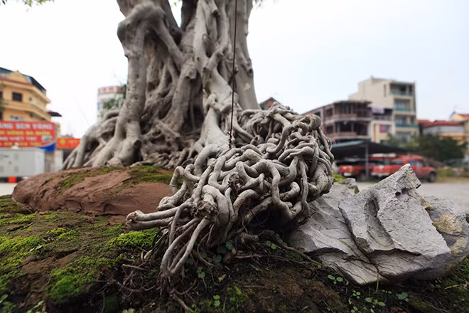 "Mặt sau của cây có một thân to phóng thẳng xuống, được liên tưởng với một con rồng phóng từ trên không xuống, phủ phục bên cạnh chiếc ngai vàng. Ba thân chính của cây phóng thẳng mạnh mẽ lên trên không, khá thoáng, hai tay hai bên phóng bay tự nhiên", ông Nam giải thích.