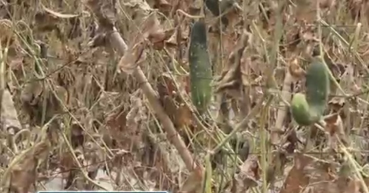 Nhiều nhà vườn thậm chí khuông hái mà để dưa khô héo trên cây. Ảnh: Tuổi trẻ.