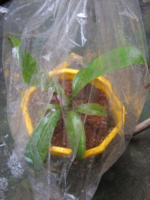 Không chỉ trùm ni lông, nhiều chậu cây còn được tưới bằng nước ấm. Ảnh: Vietnamnet.