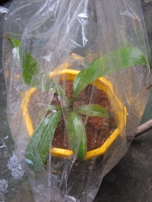 Không chỉ trùm ni lông, nhiều chậu cây còn được tưới bằng nước ấm. Ảnh: Vietnamnet.