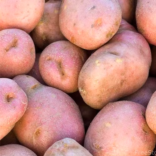 Khoai tây Đà Lạt có hai loại da vàng và da hồng. Ảnh: Internet.