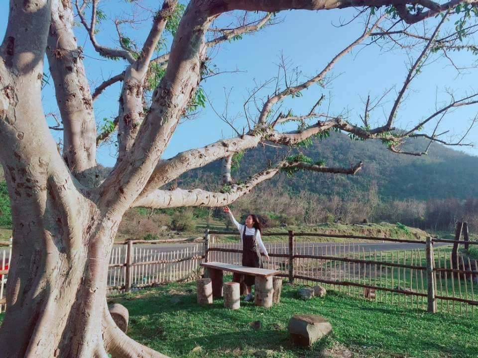 Hai cây sung rừng hơn 100 tuổi là nét nổi bật nhất của trang trại.