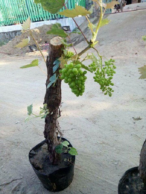 Những cây đẹp, có dáng độc đáo giá đắt hơn từ 900.000 - 1,5 triệu đồng, thậm chí có chậu 3 triệu đồng. Ảnh: FB Hà Hạnh.