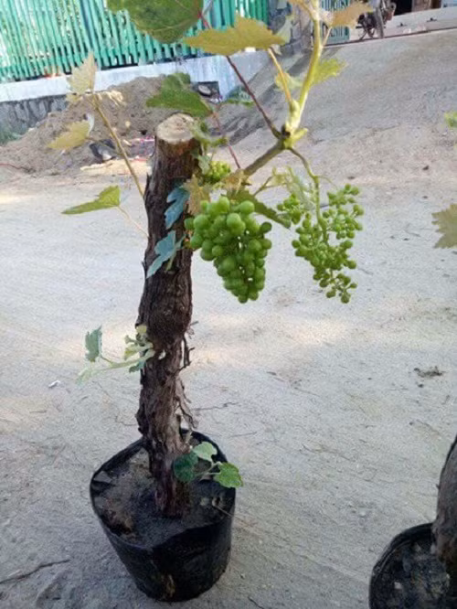 Những cây đẹp, có dáng độc đáo giá đắt hơn từ 900.000 - 1,5 triệu đồng, thậm chí có chậu 3 triệu đồng. Ảnh: FB Hà Hạnh.