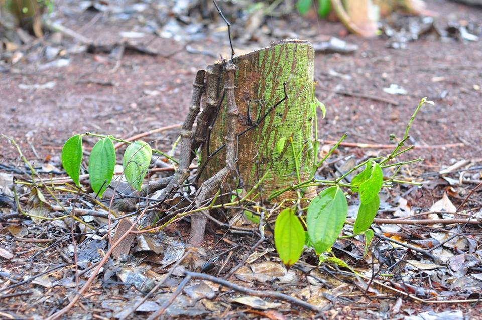 Thương lái không phân biệt rễ tiêu còi cọc, già cỗi phải phá bỏ hay vườn cây bị dịch bệnh, chết. Ảnh: Doisongphaply.