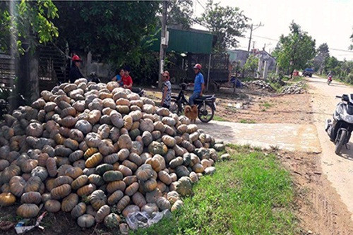 Giá rẻ, không người mua, bí đỏ chất thành đống ở ven đường. Ảnh: Cand.