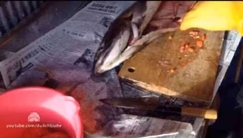 Là một trong những thực phẩm xa xỉ trên thế giới nên trứng cá hồi được thu hoạch tối đa, không thể bỏ sót.