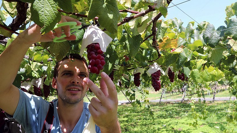 Tâm huyết của người trồng đã tạo nên những chùm nho không hạt, ngọt lịm, độc nhất vô nhị. Ảnh: Japan Guide.