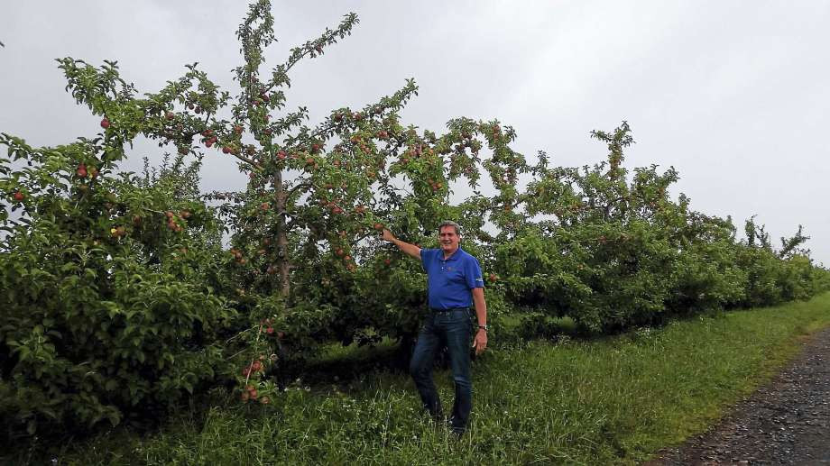Để hạn chế sử dụng thuốc trừ sâu, nhà vườn thiết kế những quả táo giả giống hệt táo thật có vị ngọt và độ dính cao nhằm thu hút ruồi giấm và côn trùng.