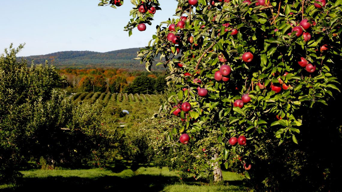 Nhà vườn còn bỏ bớt hoa, để lại những chùm hoa đậu quả to.