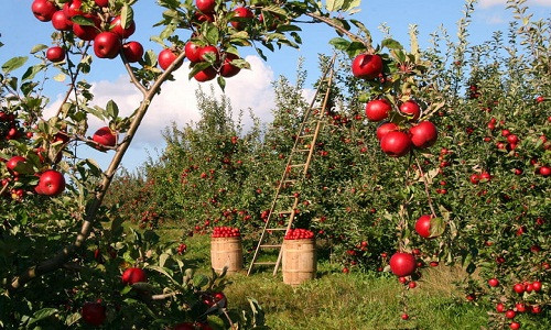 Mùa thu hoạch táo vui như trẩy hội. Nguồn ảnh: Lyman Orchards.