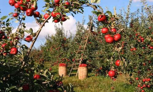Mùa thu hoạch táo vui như trẩy hội. Nguồn ảnh: Lyman Orchards.