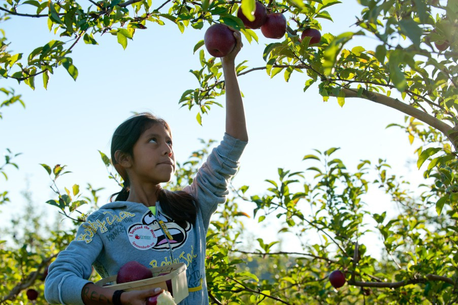 Du khách đến đây để được tận tay hái táo trong vườn.