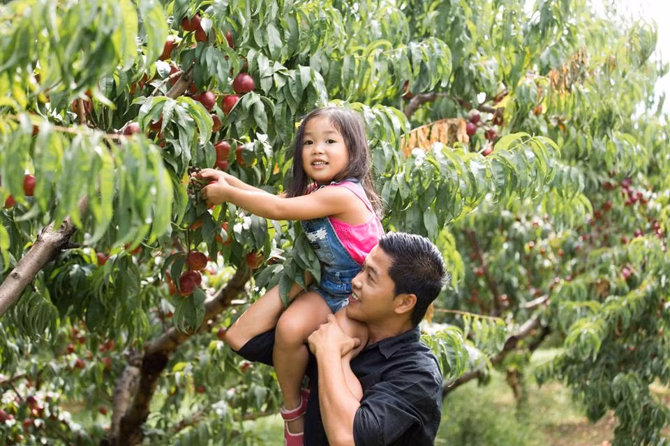  Vườn táo sai trĩu quả của gia đình nhà Lymans ở Middlefield (Mỹ) nổi tiếng với không gian trong lành, xanh mát.