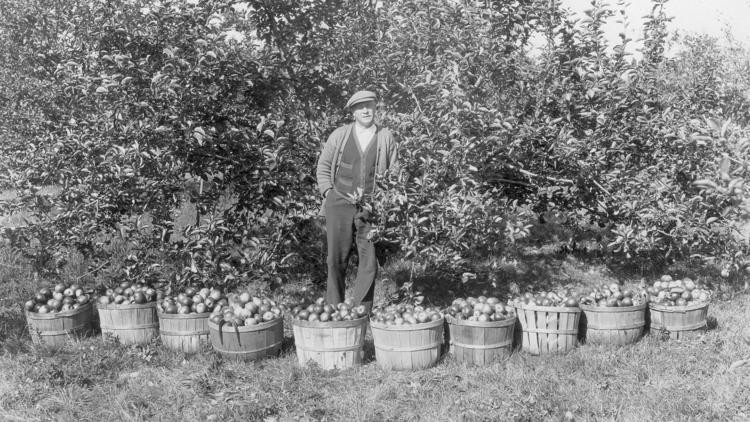 Điều đặc biệt là những cây táo trong vườn được giữ gìn từ thế hệ nọ sang thế hệ kia. Đến nay, vườn táo đã có chiều dài lịch sử 275 năm.