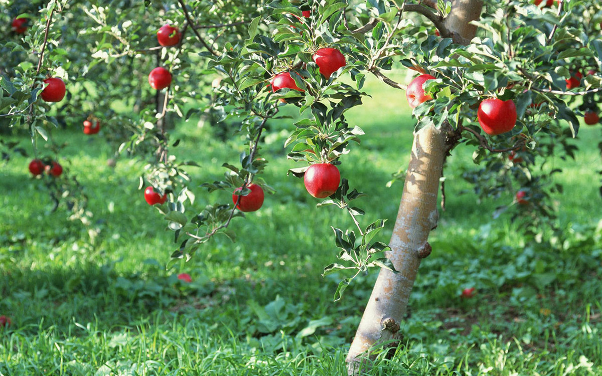 Mùa xuân, khi hoa táo nở, chủ vườn cho đàn ong đến thụ phấn một cách tự nhiên.