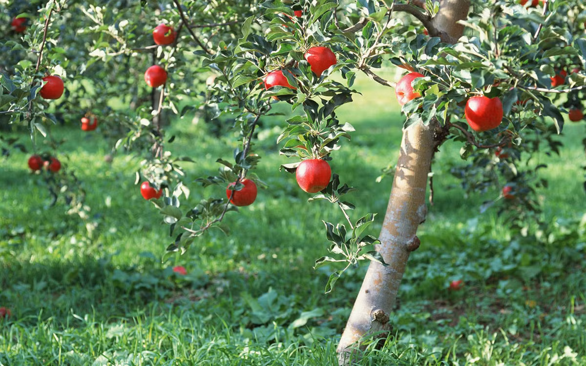 Mùa xuân, khi hoa táo nở, chủ vườn cho đàn ong đến thụ phấn một cách tự nhiên.