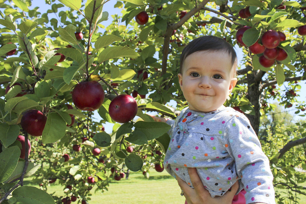 Trong đó, có khoảng 30.000 cây táo với hơn 30 giống táo khác nhau.