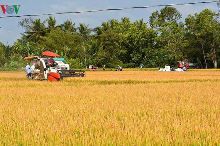 Tại Cà Mau, Bạc Liêu đa số diện tích lúa đã và đang được thu hoạch.