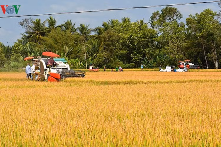 Tại Cà Mau, Bạc Liêu đa số diện tích lúa đã và đang được thu hoạch.