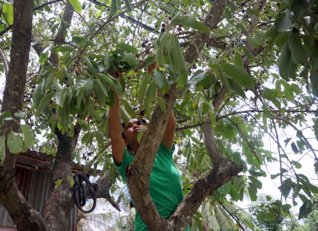 Cây trâm mọc tự nhiên theo triền núi, không tốn công chăm sóc nhưng vẫn xanh tươi. Ảnh: Baoangiang.