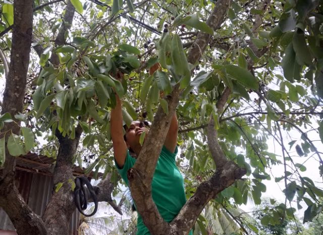 Cây trâm mọc tự nhiên theo triền núi, không tốn công chăm sóc nhưng vẫn xanh tươi. Ảnh: Baoangiang.