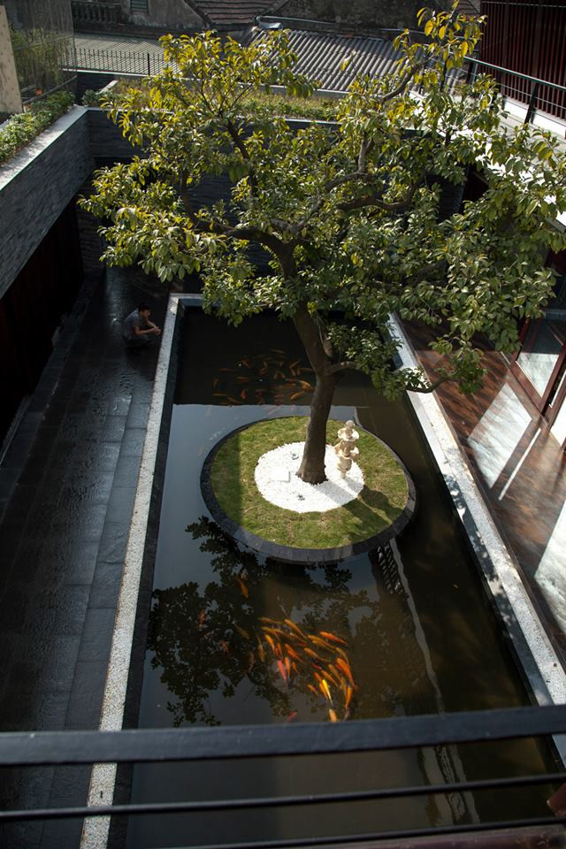 Cá chép vàng dưới hồ làm tăng thêm chất điền viên.