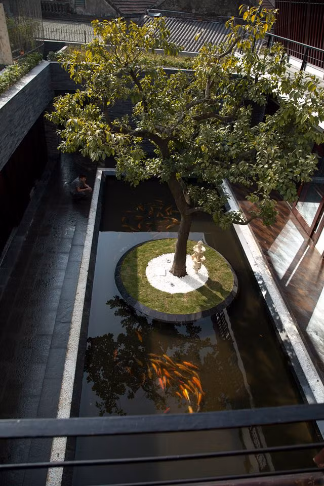 Cá chép vàng dưới hồ làm tăng thêm chất điền viên.