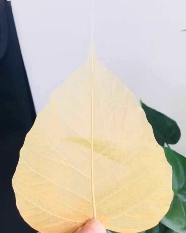 Sau khi làm sạch chiếc lá bồ đề sẽ được đưa vào xử lý sấy khô. Ảnh: Giftshop24h.