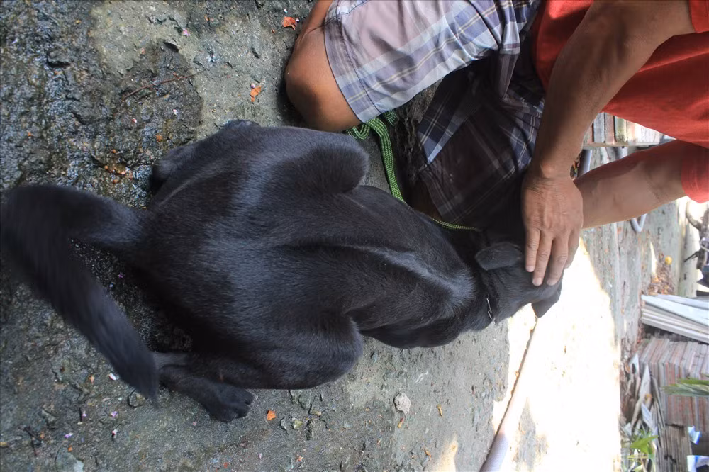 Trang trại của anh gồm hơn 50 con chó Phú Quốc đẻ và hàng trăm con chó Phú Quốc nhỏ, lớn, chó giống...Ảnh: Laodong.