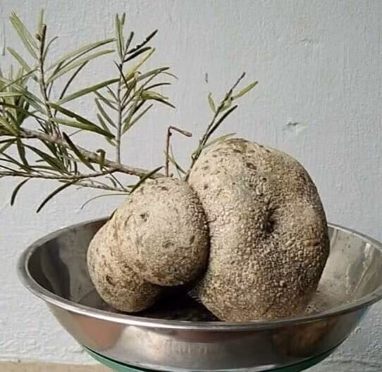 Nấm có hình khối to nhỏ, không đều. Ảnh: Namlinhchihcm.