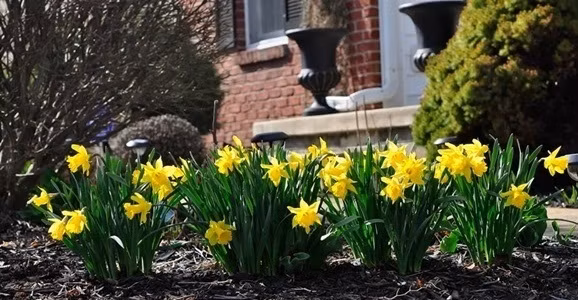 Hoa thủy tiên vàng ruộm. Ảnh: Em đẹp.