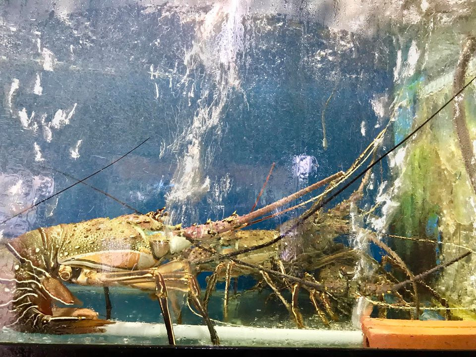 Nếu tính với giá 700.000 đồng/kg, thì một con tôm hùm Angola cũng có giá gần 300.000 đến hơn 1 triệu đồng. Ảnh: Haisantruongphu.