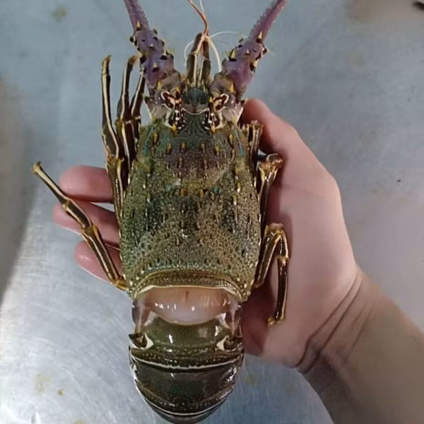 Cá biệt có những con nặng tới 1,6 kg. Ảnh: Daohaisan.