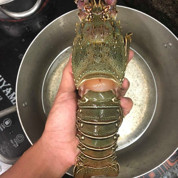 Có hình dáng khá giống tôm hùm Việt nhưng do sống ở vùng biển khác, ăn thức ăn khác nên tôm hùm Angola có hương vị đặc trưng, thịt ngọt giòn thơm hấp dẫn. Ảnh: Daohaisan.