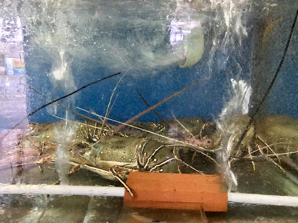 Đây là loại tôm sống vận chuyển từ Angola về Việt Nam, có giá bán từ 690.000 - 750.000 đồng/kg. Ảnh: Haisantruongphu.