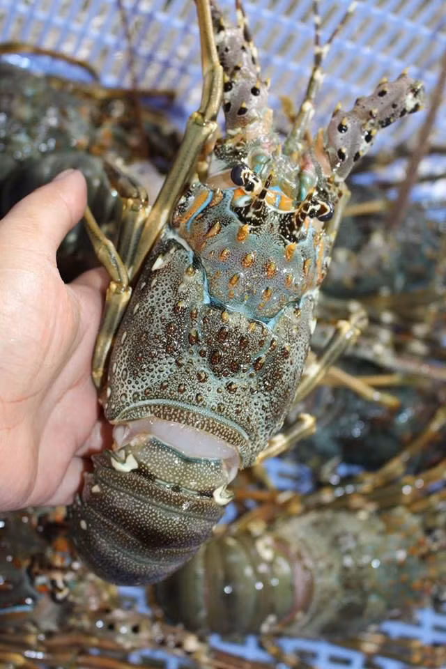 Đây có lẽ là mức giá chỉ dành cho những gia đình giàu có hoặc nhà hàng, khách sạn cao cấp. Ảnh: Daohaisan.