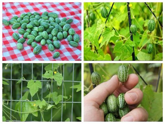 Dưa hấu chuột có thể trồng ở nhiều loại đất nhưng tốt nhất là đất có nhiều mùn, có thể thêm trấu tươi để tăng độ tơi xốp cho đất. Ảnh: Hatgionghoa.