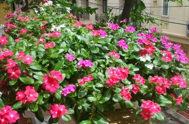 Dừa cạn có sức sống khỏe, nở hoa liên tục trong mùa hè. Ảnh: Giahuygarden.