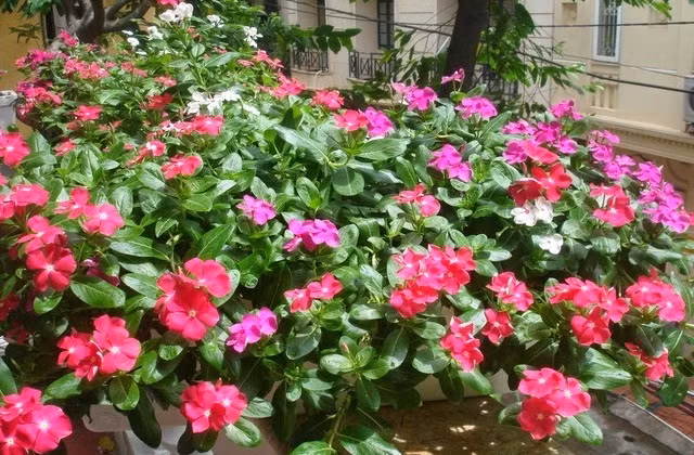 Dừa cạn có sức sống khỏe, nở hoa liên tục trong mùa hè. Ảnh: Giahuygarden.