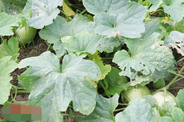 Sau khi thu hoạch tại ruộng, người dân đưa lên bán cho khách đi đường. Ảnh: Baohatinh.