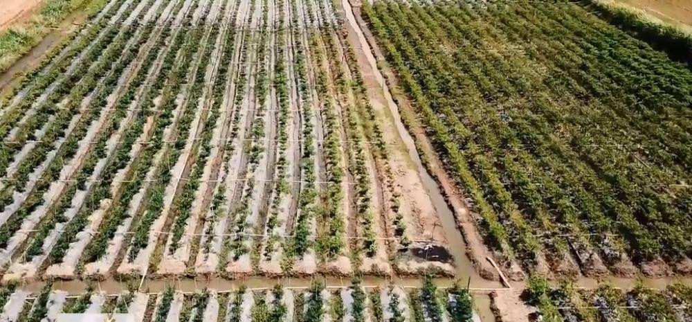 Những lúc khan hàng, giá ớt tăng lên đến 60.000 đồng/kg. Ảnh: Nongnghiepsach.