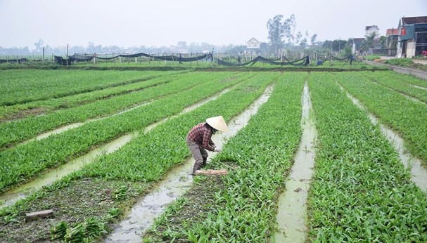 Toàn xã có 15 ha chuyên thâm canh rau mùi tàu, mỗi năm người dân thu về khoảng 9 tỷ đồng. Ảnh: Baonghean.