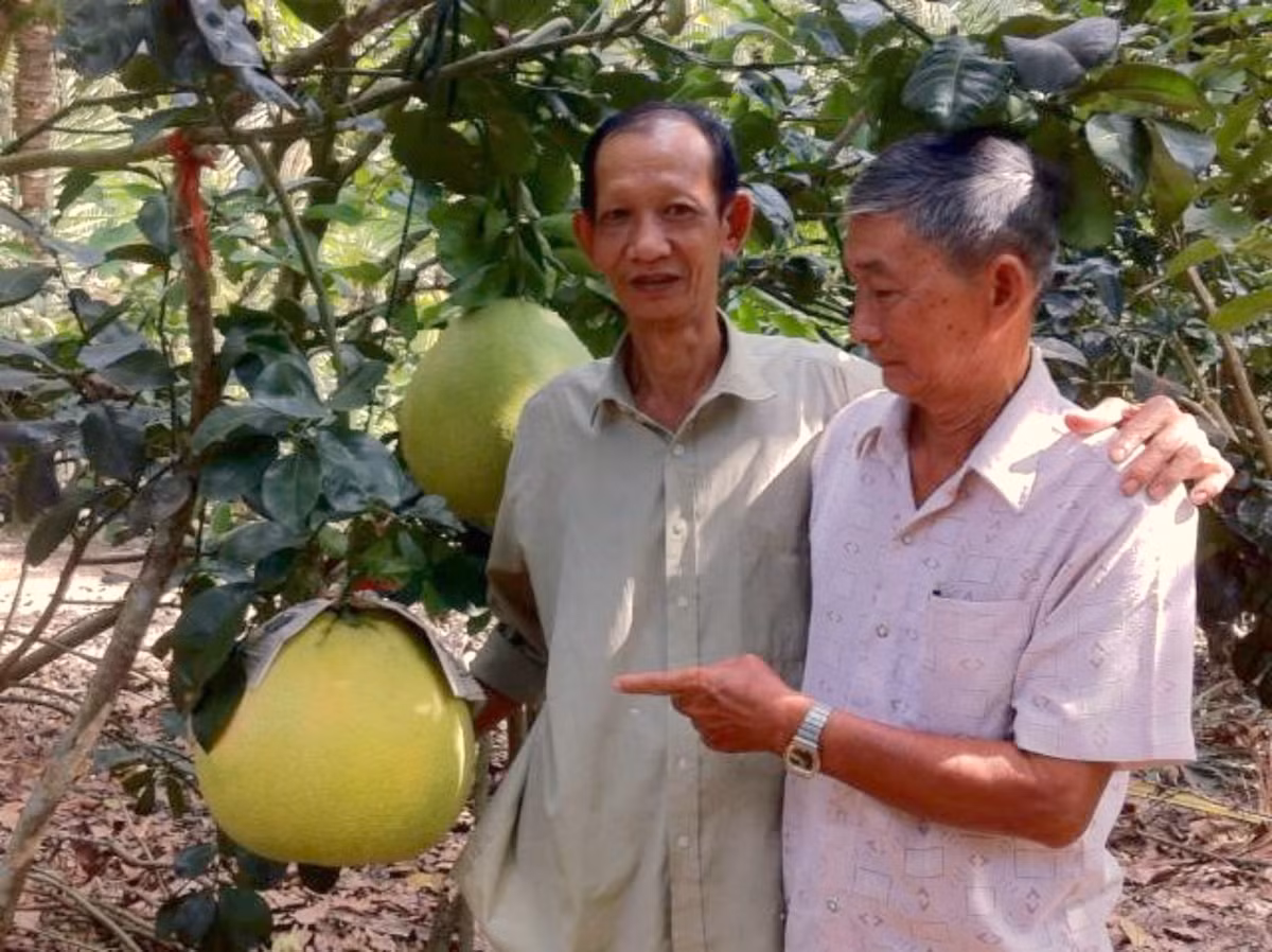 Không chỉ kén đất, việc chăm sóc nó cũng khá kỳ công. Từ tháng 4 âm lịch, người trồng bưởi thúng phải dùng tấm bạt nhựa đậy gốc và ngưng tưới nước. Ảnh: Sbtn.