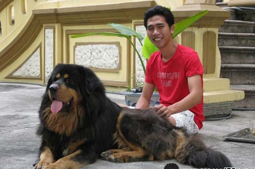 Anh Nghiêm Xuân Kỳ (Hà Nội) - nổi tiếng trong giới nuôi chó phải kỳ công mài sừng tê giác cho chú chó ngao uống khi bị bệnh. Ảnh: Phụ nữ &amp; đời sống.